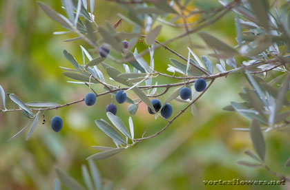Какие цвета на ветках оливки и маслины