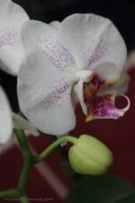 Фотографии живых орхидей