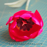 Строение тюльпана красного