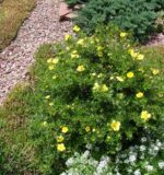Лапчатка – кустарник, способный преобразить ваш сад!